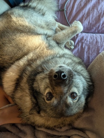 A happy dog lying on its back